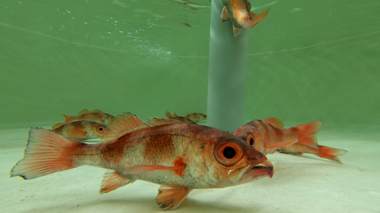 Photo 1. Rosy seabass parent fish at Donggang Aquaculture Research Center