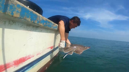 Photo 3. Aetobatus flagellum released in the waters off Yunlin