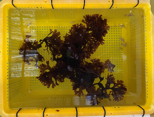 Photo 2. Large algae types, such as sea water fungus, are provided for baby lobsters to hide from being eaten