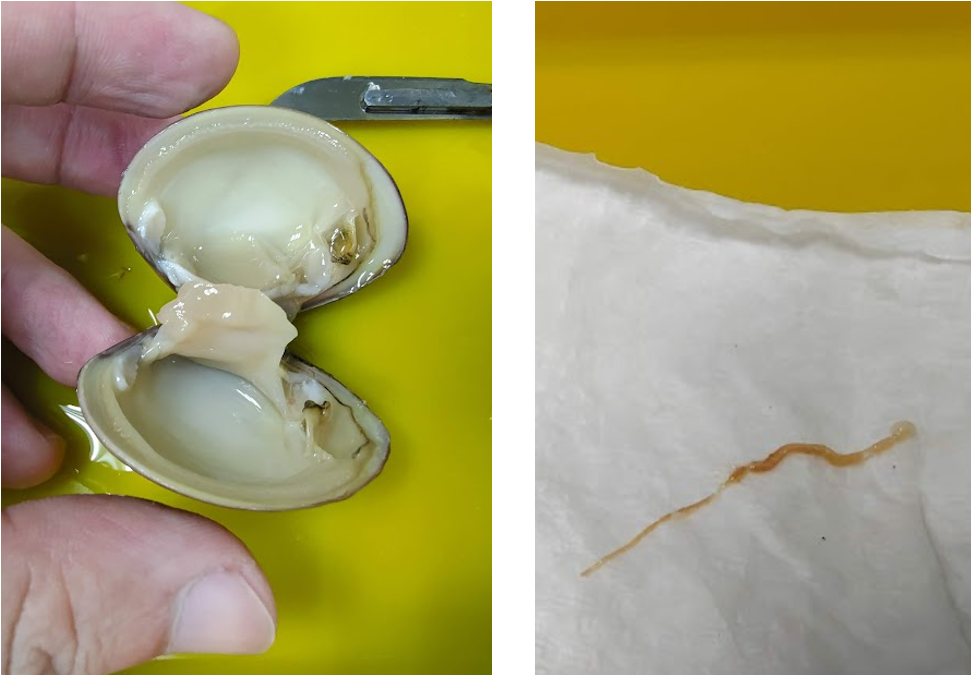 Photo 2. Removal of the gut for bacterial nucleic acid extraction and sequencing