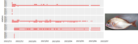 Figure 2. Time series of receiving underwater acoustic identification release signals: schematic diagram of the Evynnis cardinalis signal