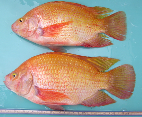 Photo 1. Super-male red tilapia (Oreochromis sp.)