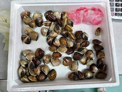 Photo 1. Tamsui river clams