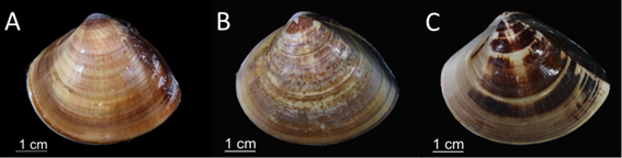 Figure 2. A. M. taiwanica; B. M. petechialis; C. M. lusoria