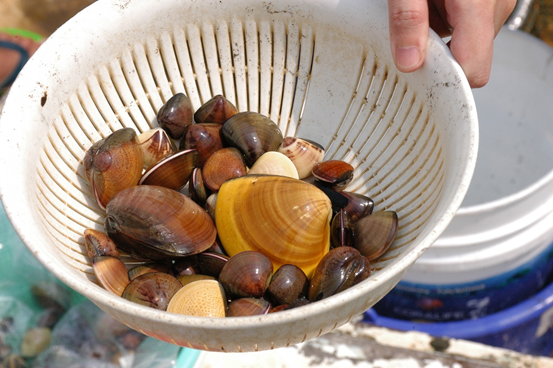 Figure 1. Clams grown in Taiwan are an unnamed native species of Taiwan