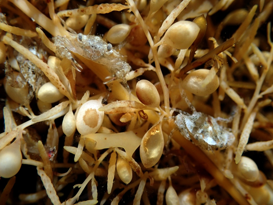  Multi-layered sargassum forests provide shelter for sand crab seedlings and can offer a living culture with high density.  