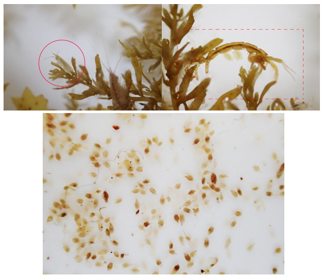 Platorchestia platensis (top left), skeleton shrimps (top right) and copepods (bottom) inhabiting sargassum forests