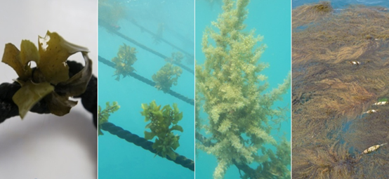 An artificial algae farm built using Chinese Sargassum hemiphyllum seedling ropes. Left: Chinese Sargassum hemiphyllum seedlings. Middle: Growth of algal seedlings at different periods. Right: An artificial algae farm built with Chinese Sargassum hemiphyllum.