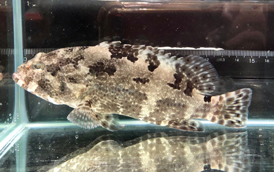 Figure 2. Tiger grouper cultivated after fertilization with ultra-low temperature semen cryopreservation